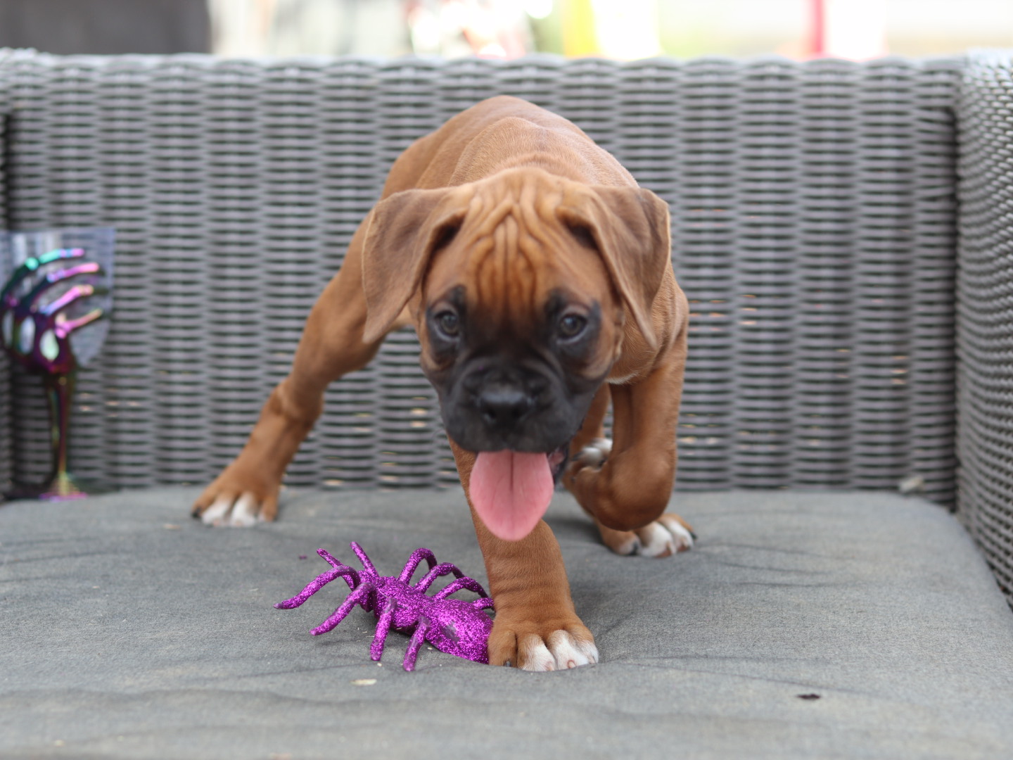 male boxer puppy