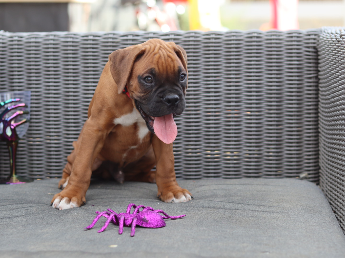 male boxer puppy