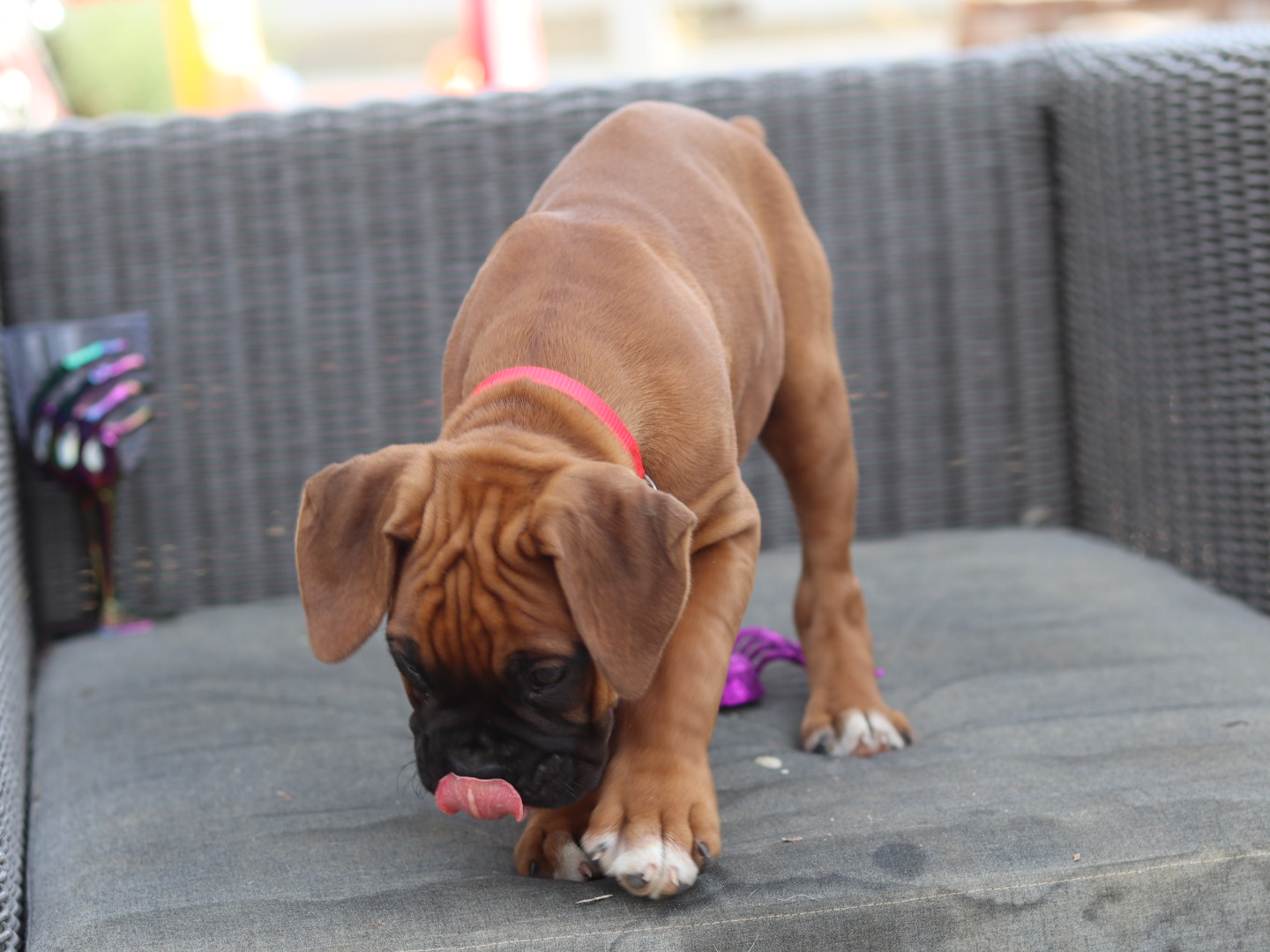 male boxer puppy