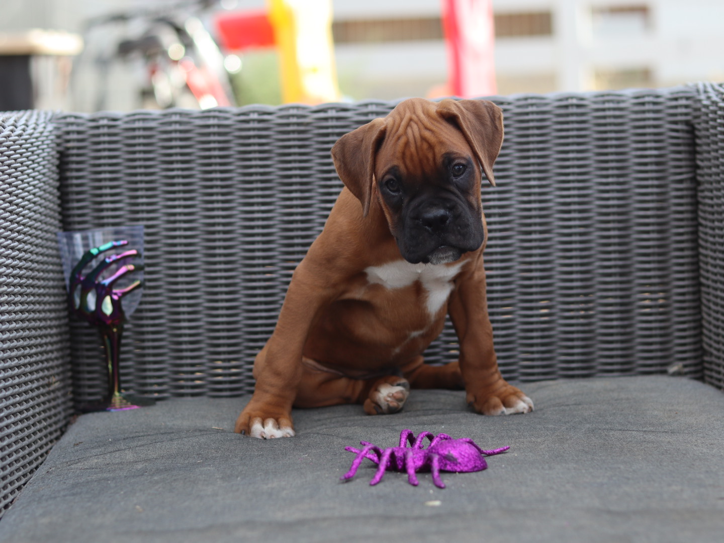 male boxer puppy