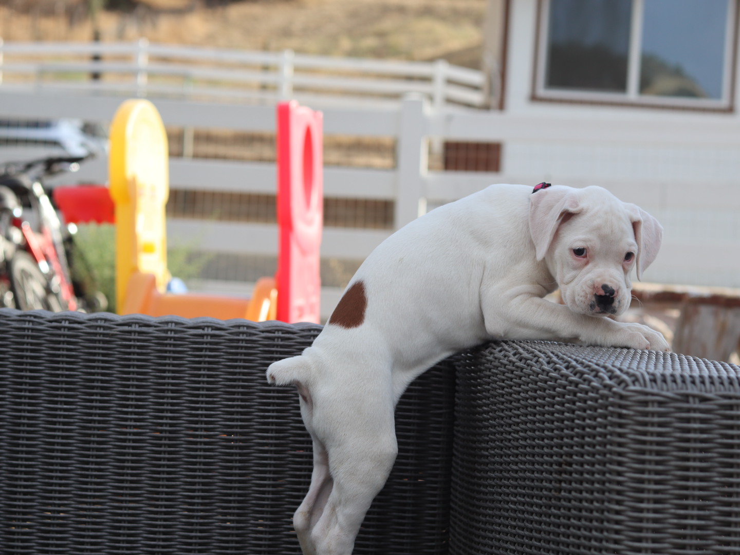 female white boxer puppy