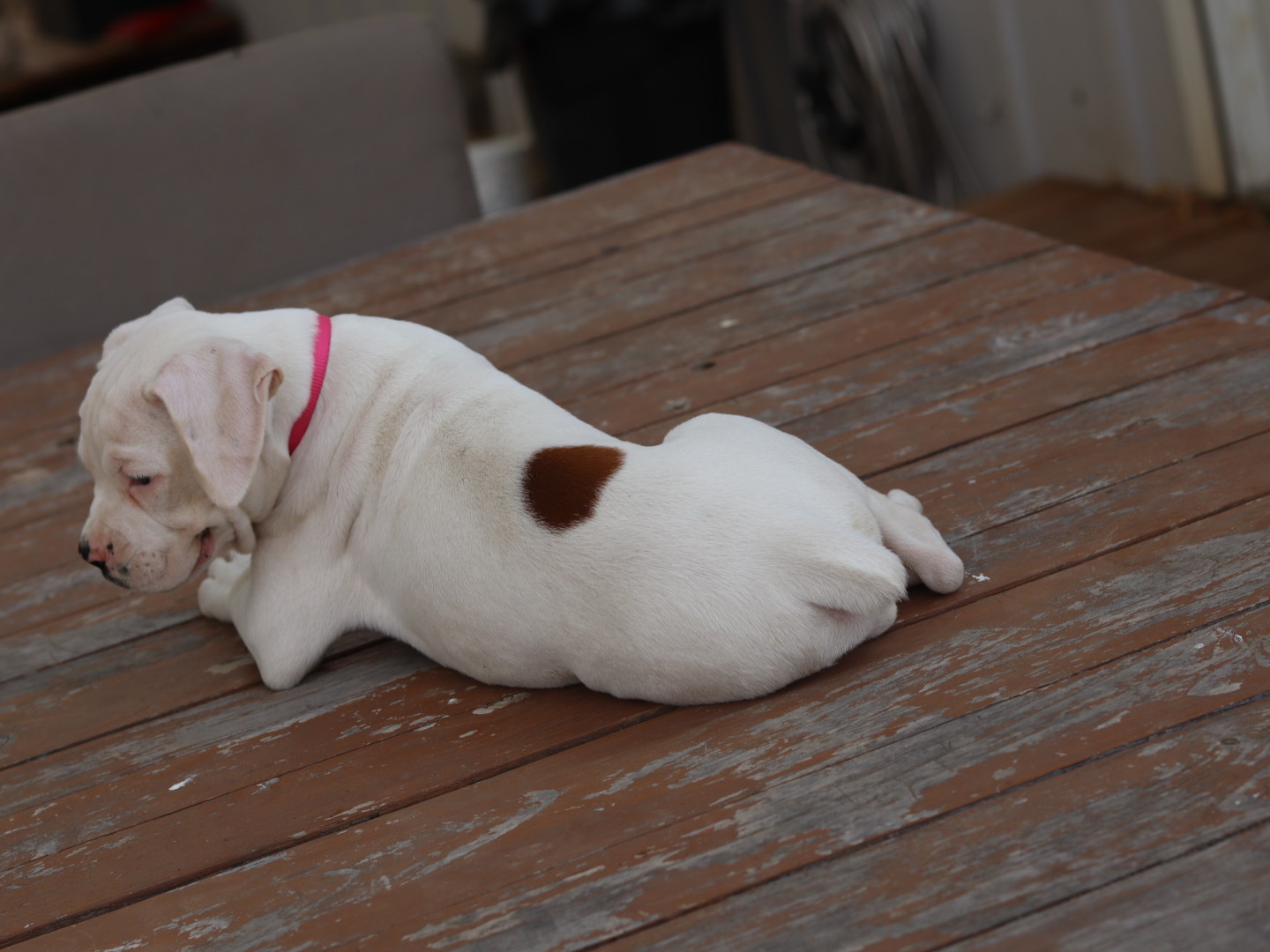 female white boxer puppy