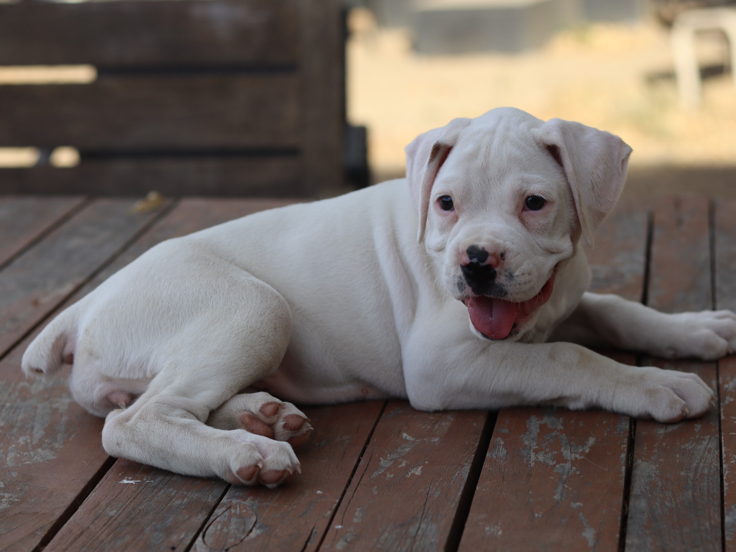 female white boxer puppy