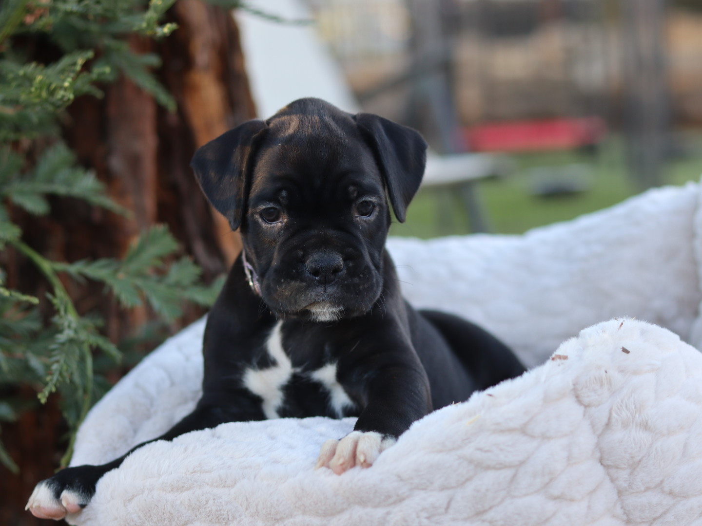 female black puppy for sale in california