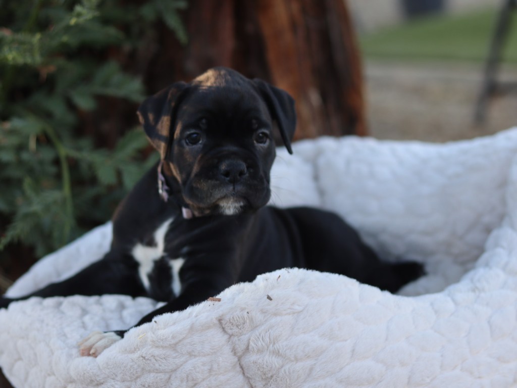 female black puppy for sale in california