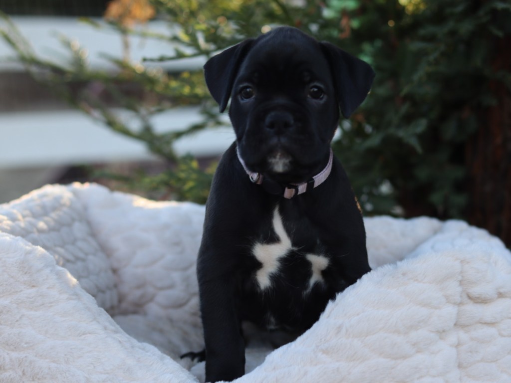 female black puppy for sale in california