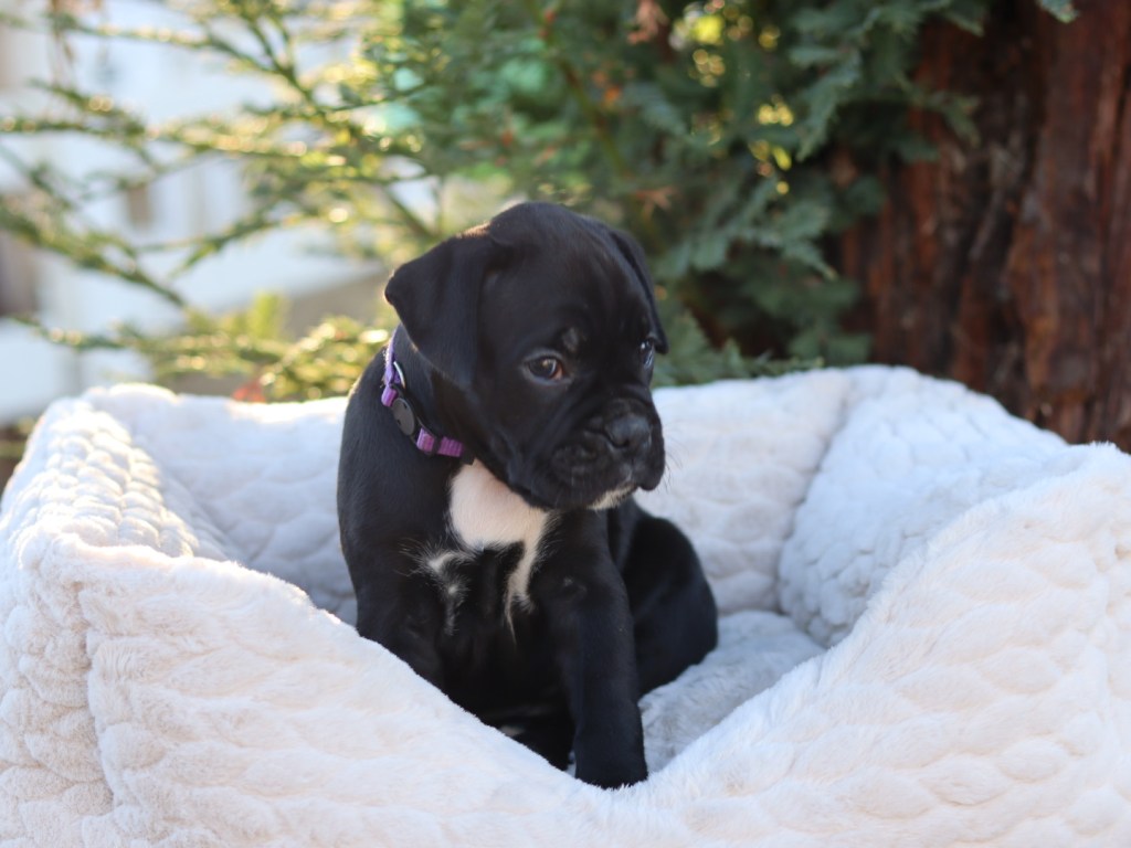 FEMALE BLACK AKC PUPPY FOR SALE in california