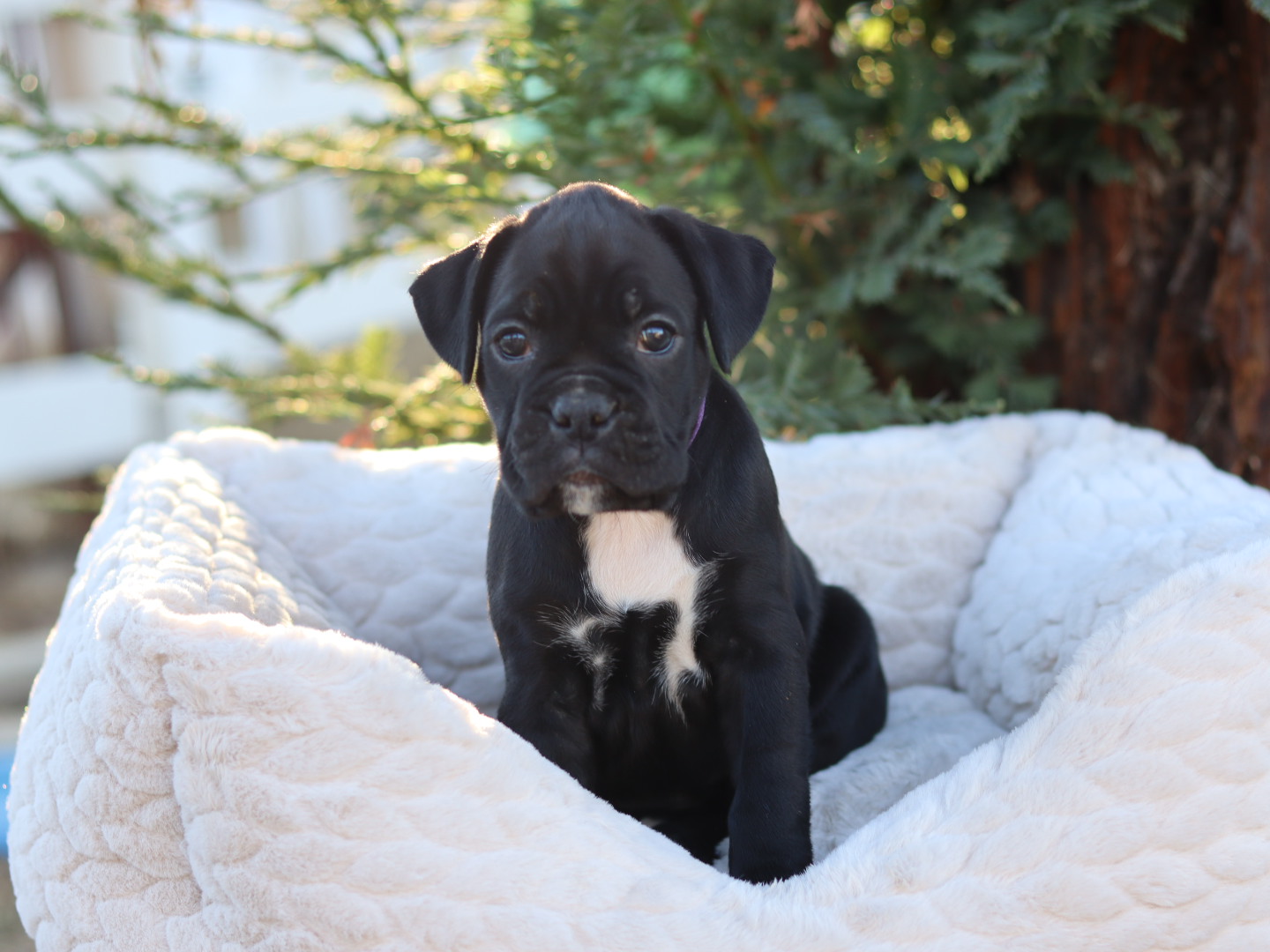 CUTE FEMALE puppy boxer akc for sale