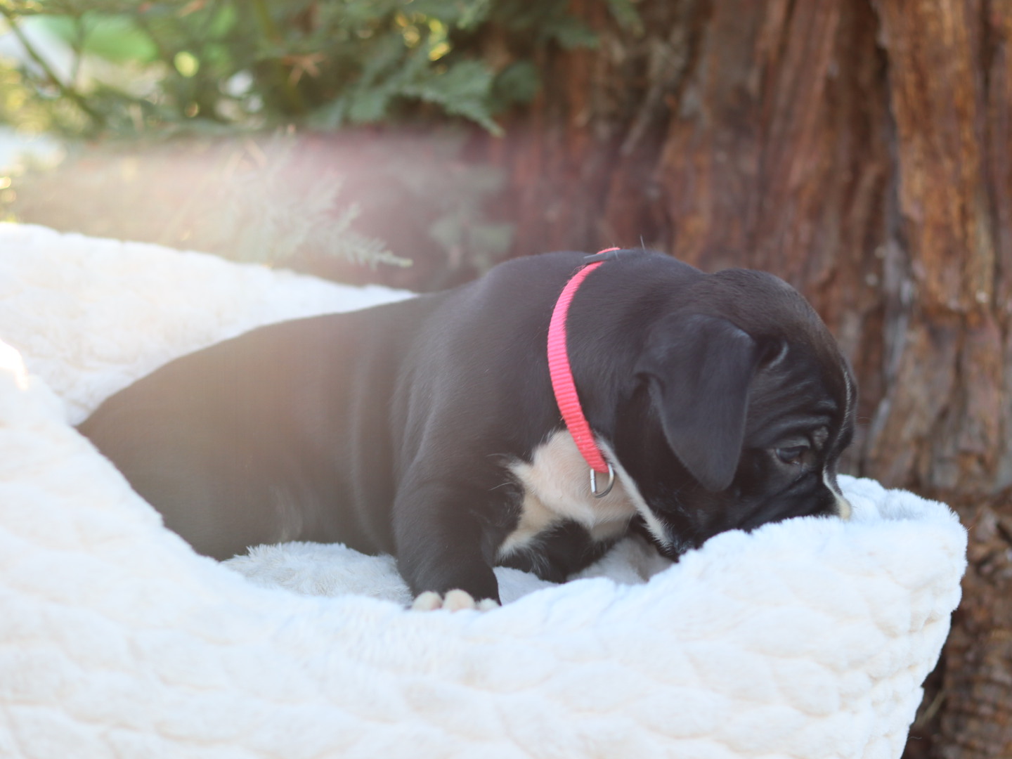 female boxer puppy for sale