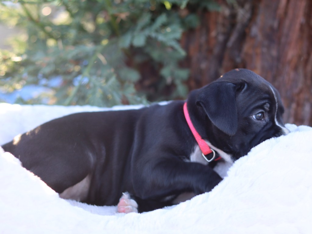 Female E boxer Puppy