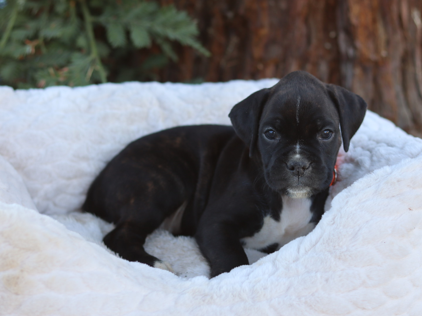 black boxer puppy for sale in california