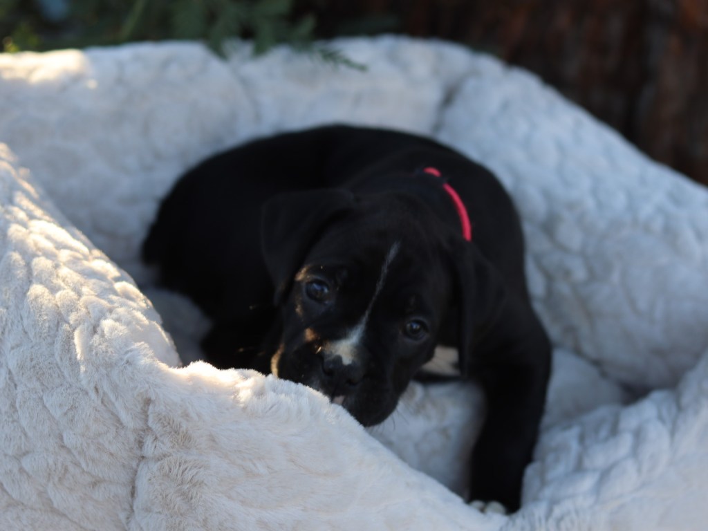 FEMALE boxer puppy black