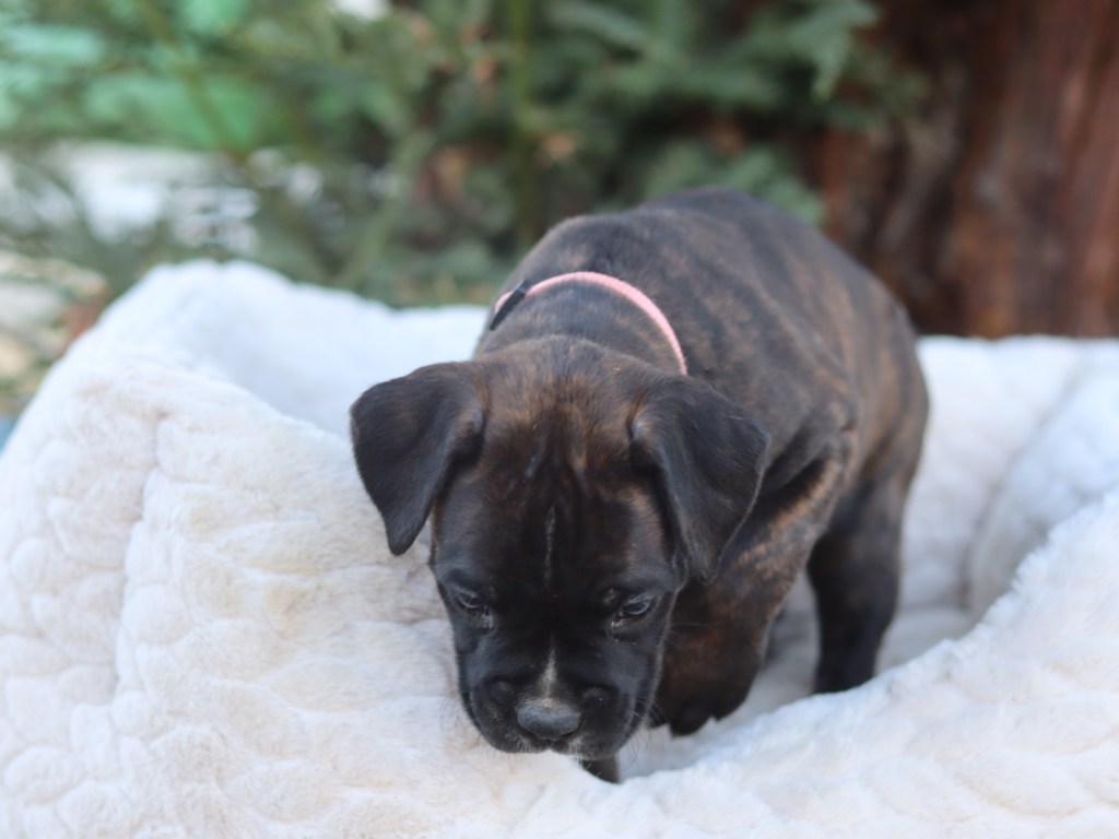 cute boxer puppy for sale female A