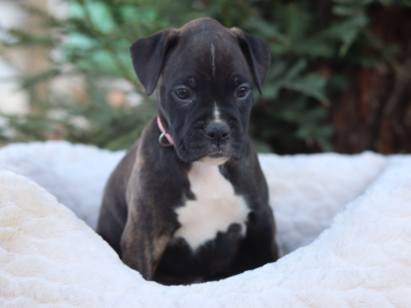 cute boxer puppy for sale female A