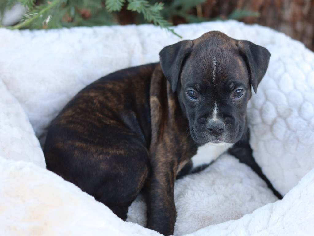 cute boxer puppy for sale female A
