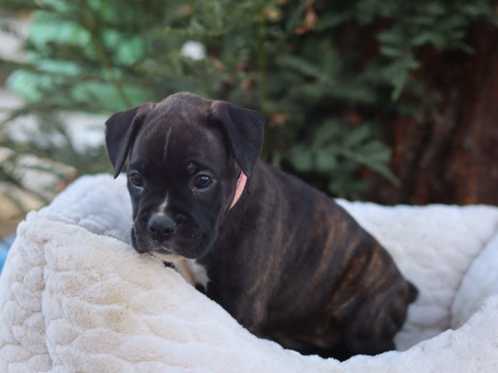 cute boxer puppy for sale female A