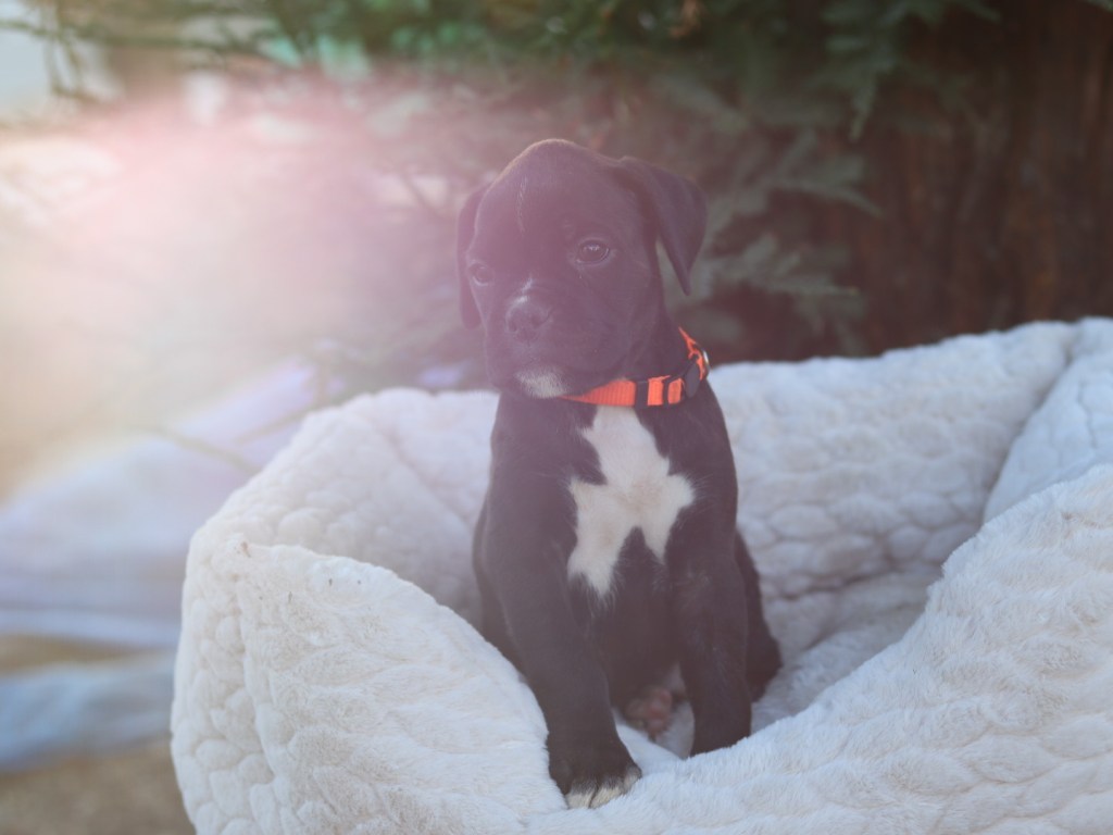 Female brindle boxer puppy for sale in california bay area san francisco