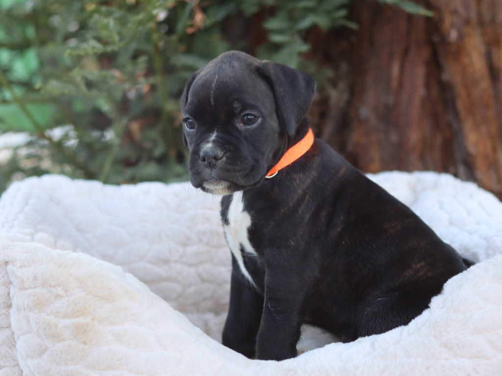 Female brindle boxer puppy for sale in california bay area san francisco