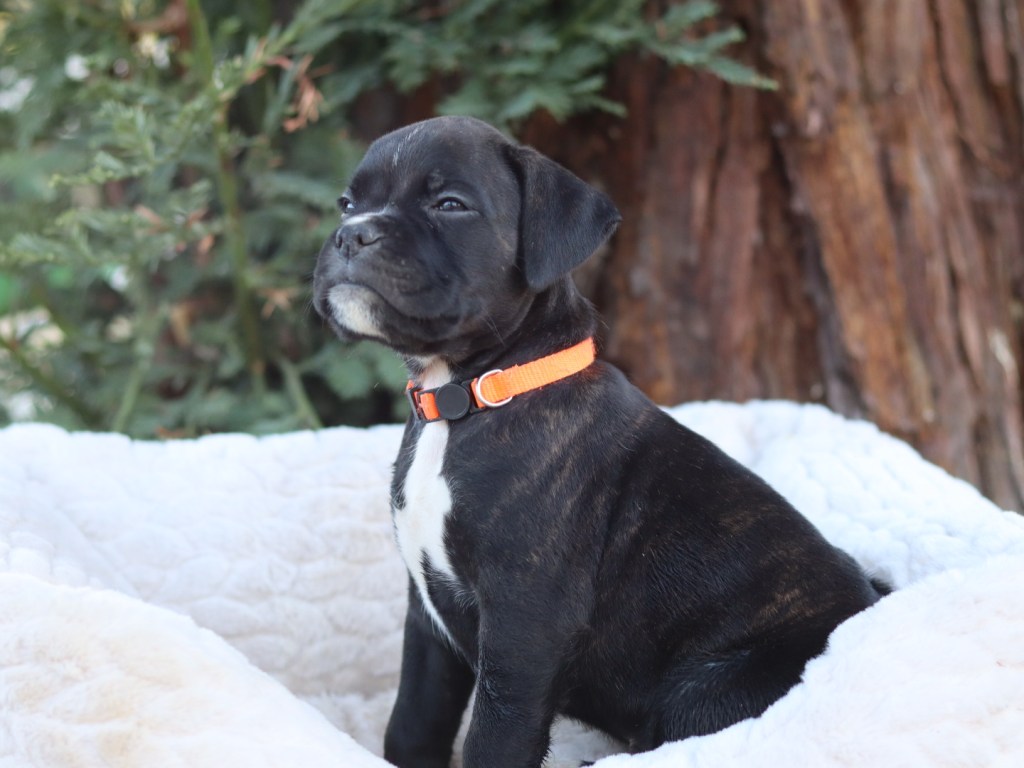 Female brindle boxer puppy for sale in california bay area san francisco