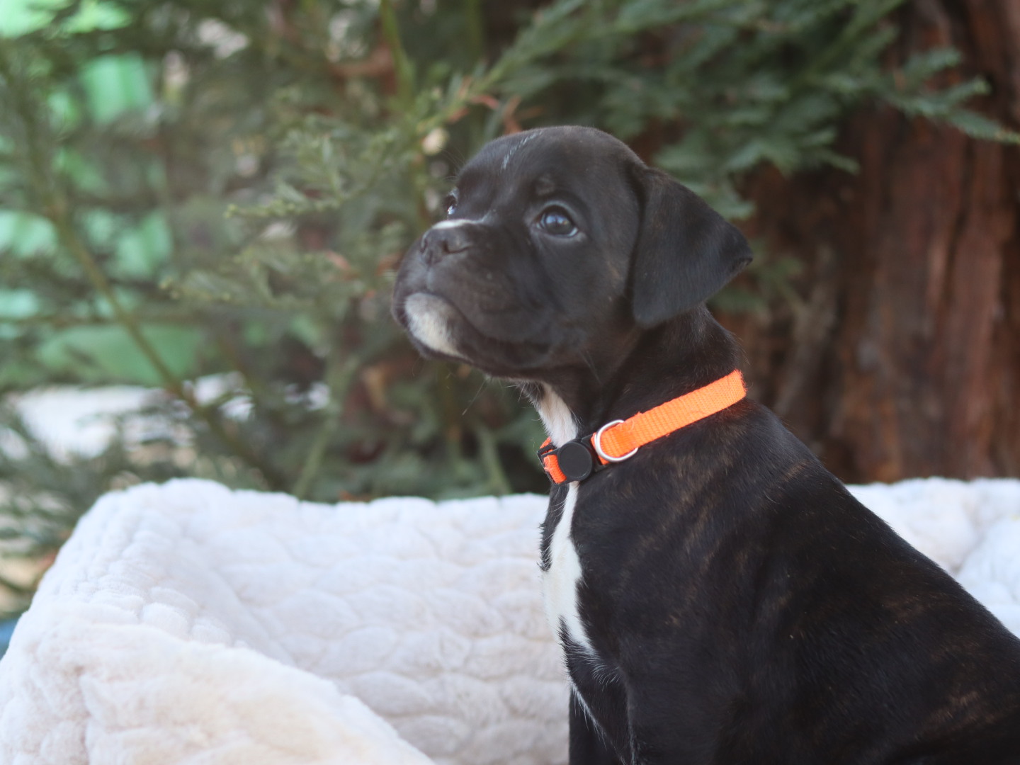 fEMALE BOXER PUPPY BRINDLE AKC FOR SALE