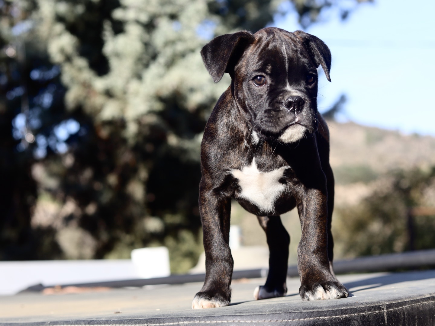 male boxer brindle 