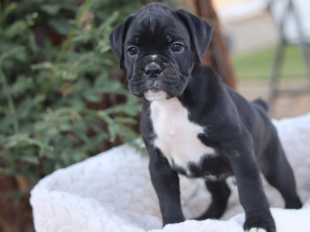 Boxer Puppy AKC for sale Male A 1
