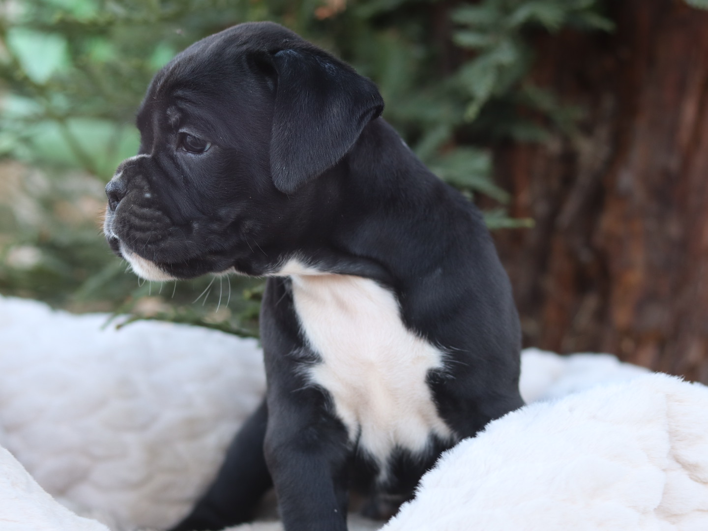 Boxer Puppy AKC for sale Male A Great Puppy