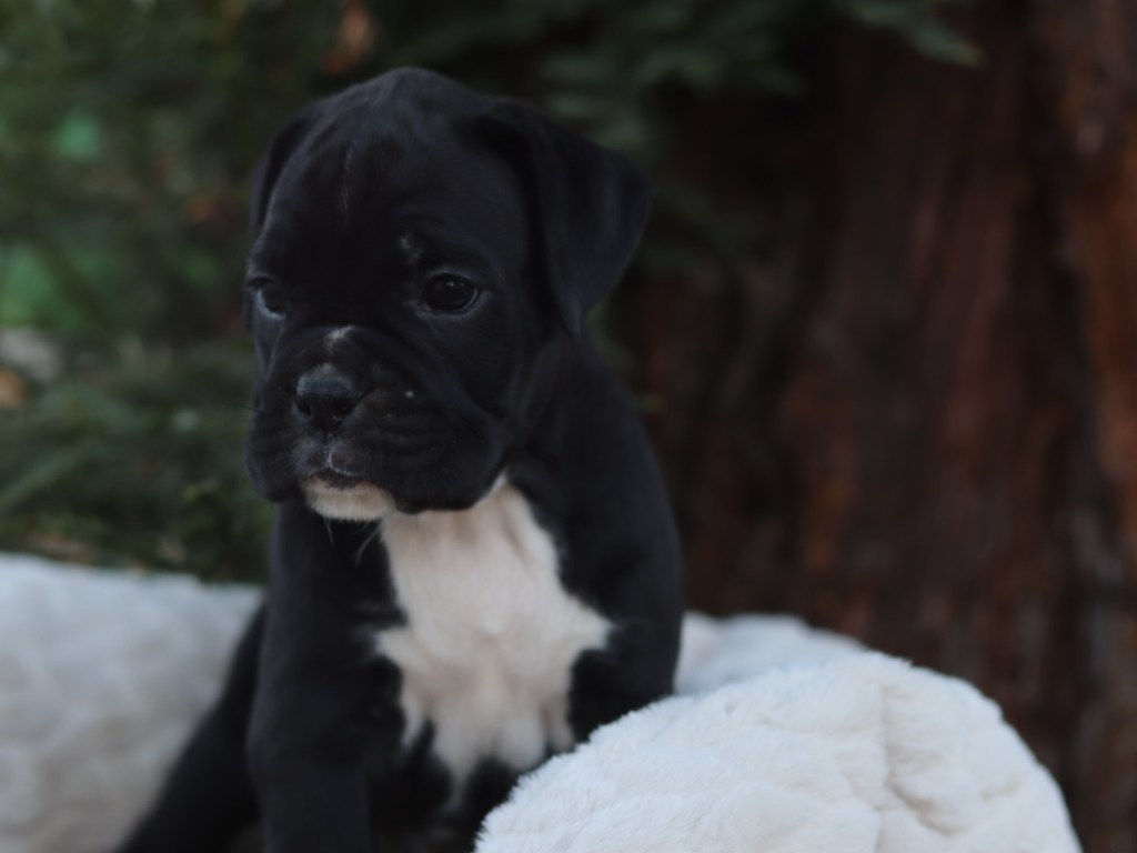 Boxer Puppy AKC for sale Male white chest