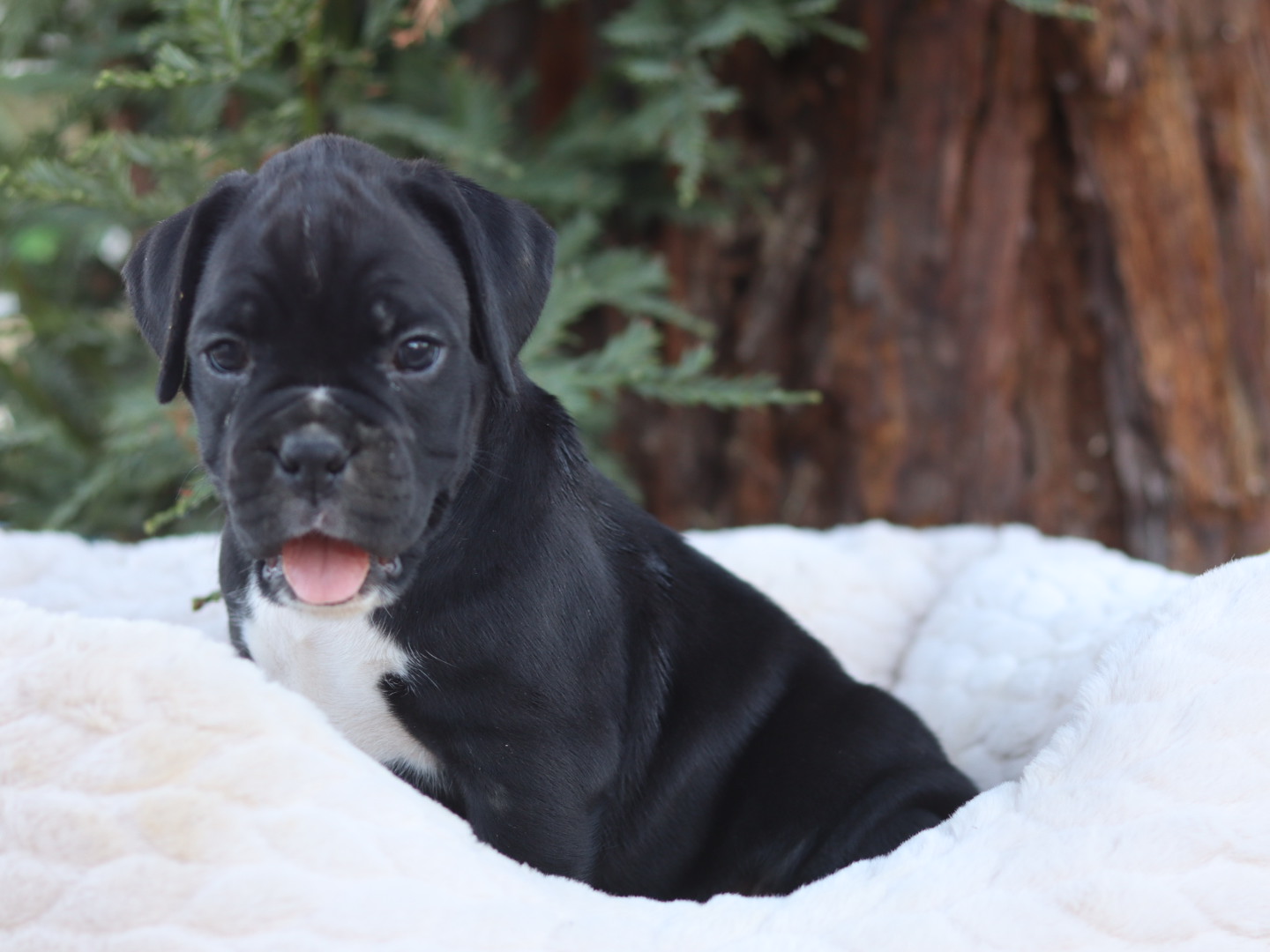 Boxer Puppy AKC for sale Male super cute