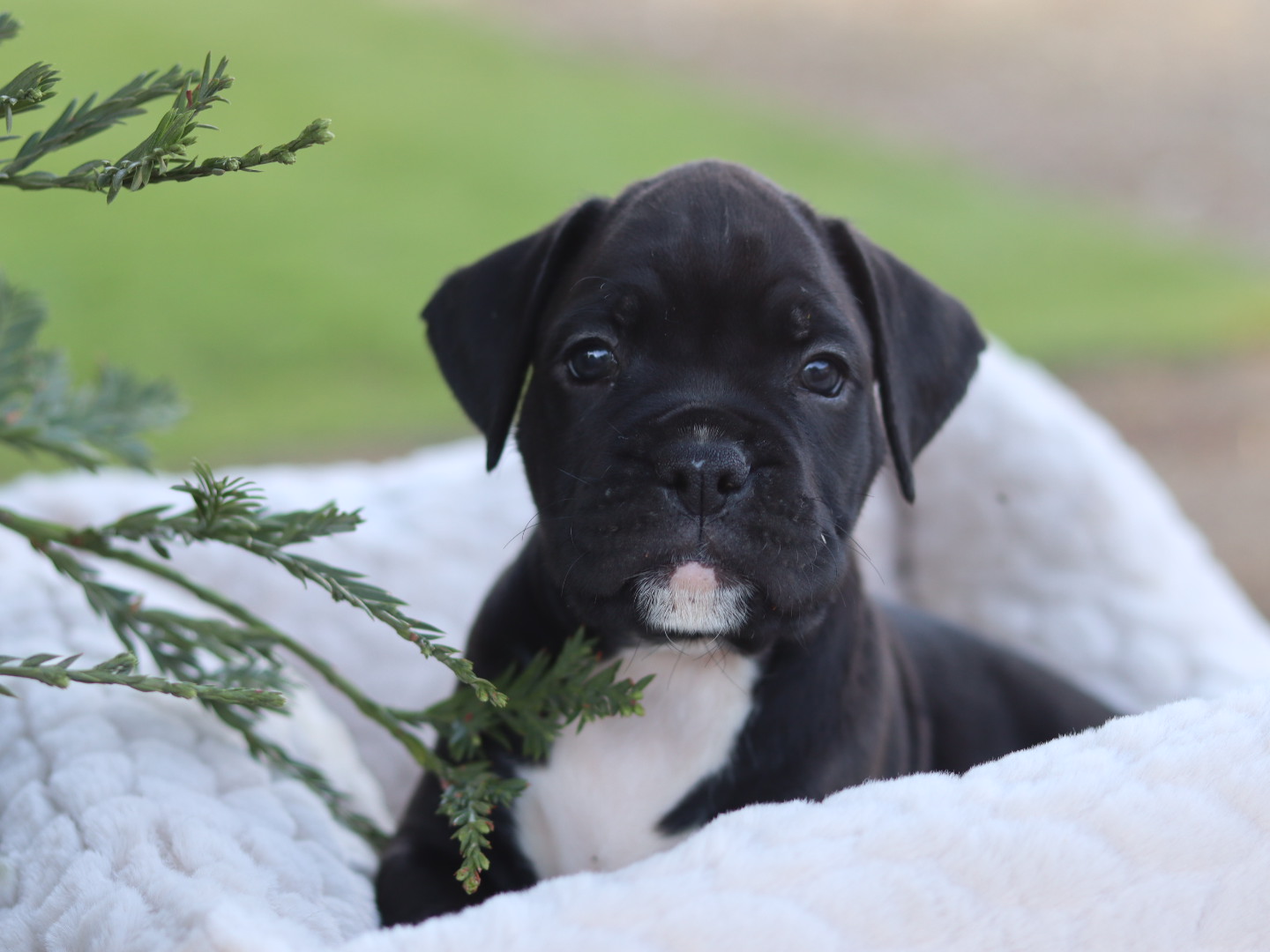 Black male puppy for sale in California