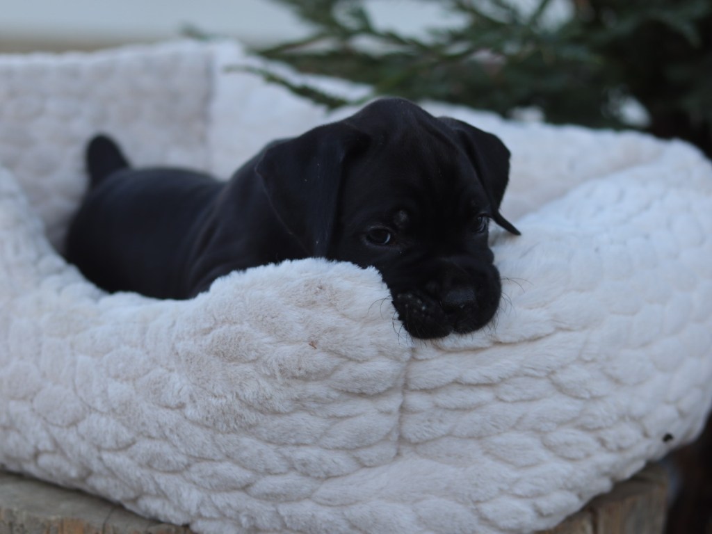 Black male puppy for sale in California