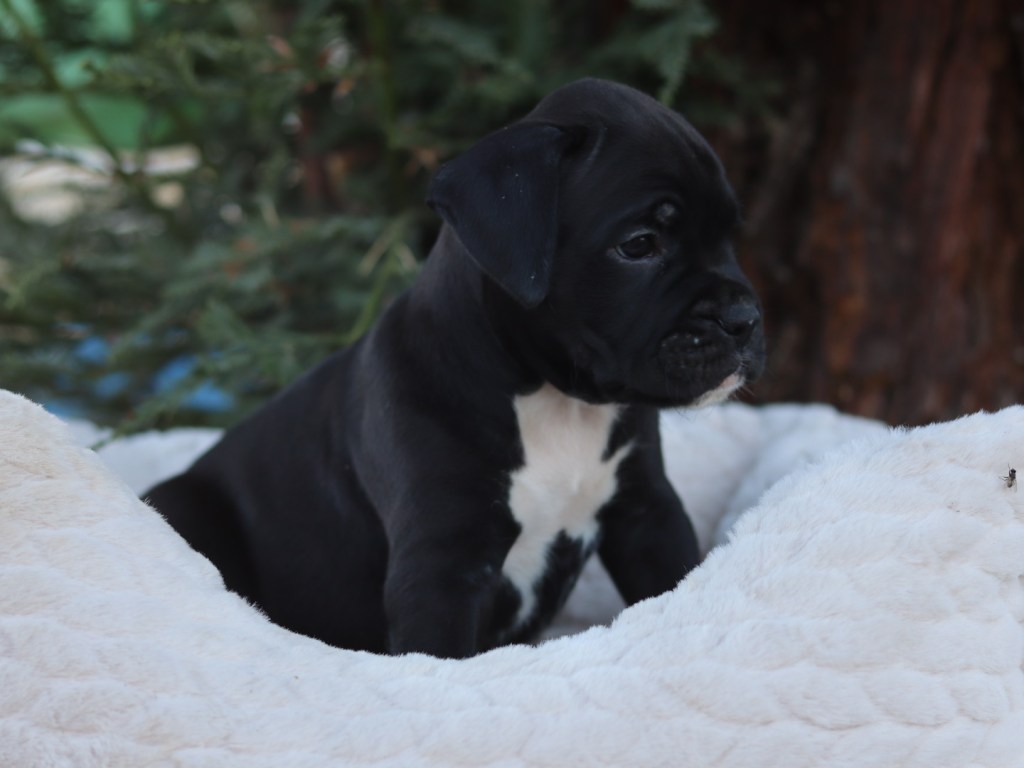 Black male puppy for sale in California