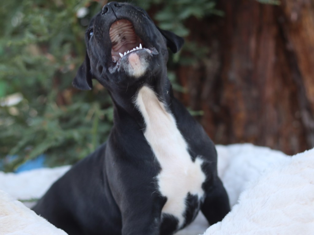 Black male puppy for sale in California