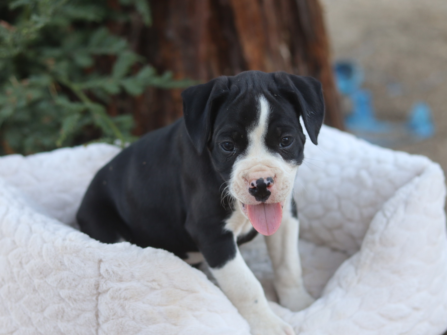 Male Boxer Puppy C