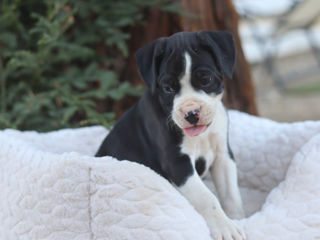 Male Boxer C for sale