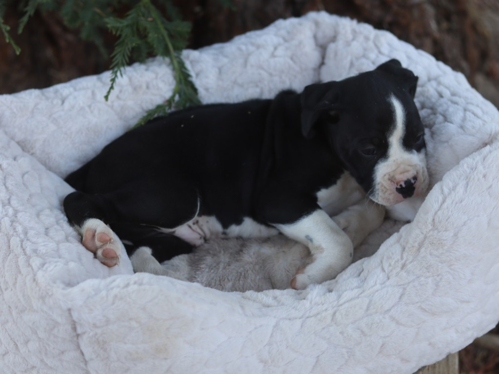 boxer puppy white and black for sale