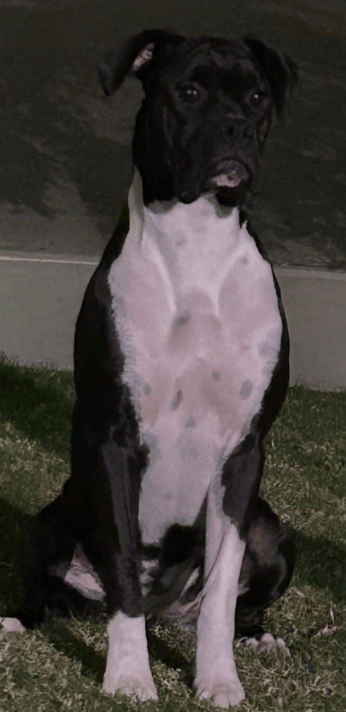 Luna cute boxer dog