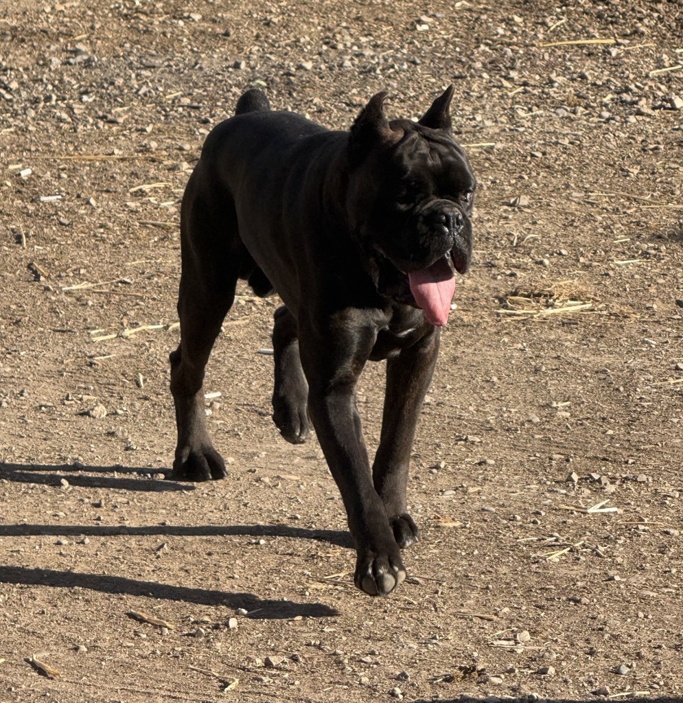 rascal great boxer male